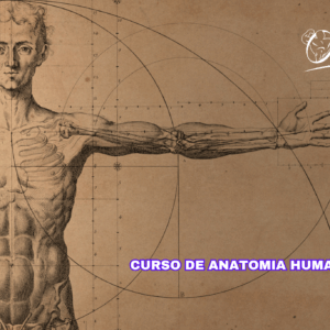 Curso de Anatomia Humana