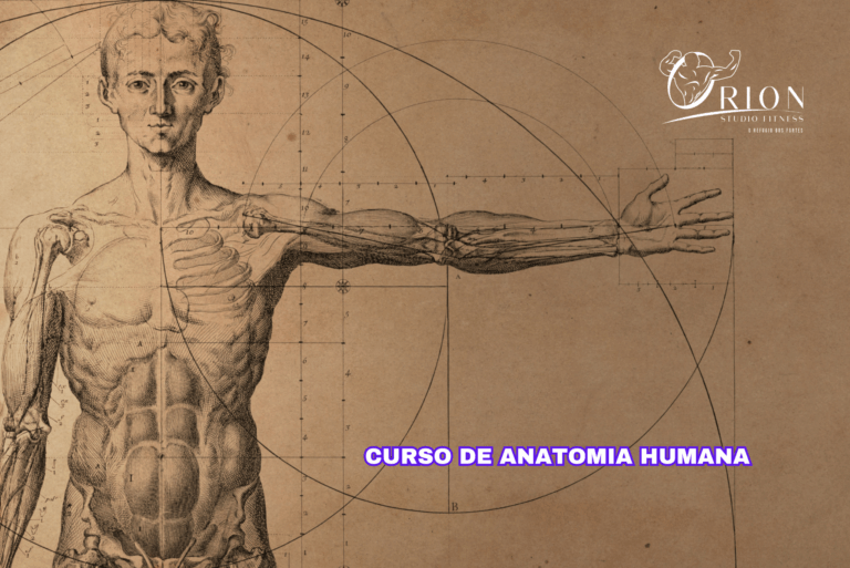 Curso de Anatomia Humana